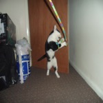 Mister Attack